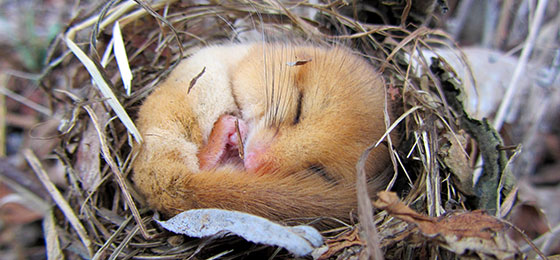 This image shows a hibernating dormouse.
