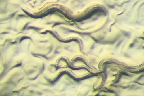 Ein Fadenwurm Caenorhabditis elegans umgeben von Nachkommen in verschiedenen Stadien (Eier und Larven).