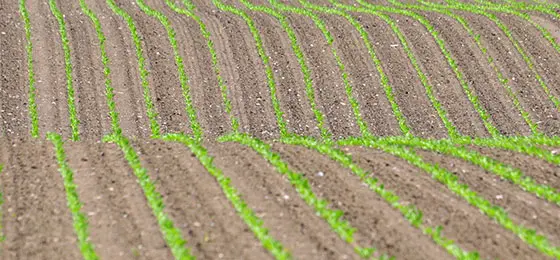 Torfsackung auf einem Acker bei Créssier NE