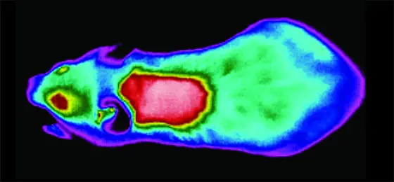 Dieses Bild zeigt eine Infrarotaufnahme einer Maus.