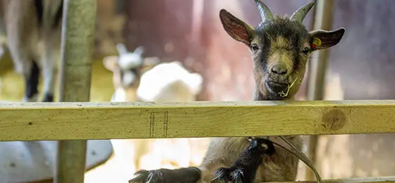 Dieses Bild zeigt eine Zwergziege.