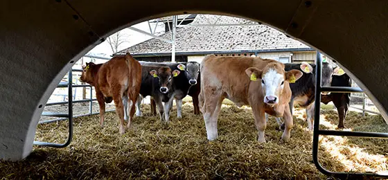 After the initial quarantine, the calves come together in small groups