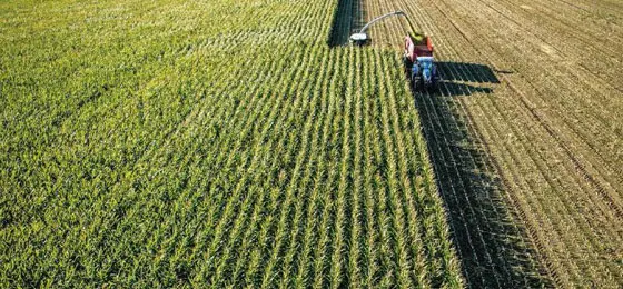 Une monoculture de mais. © Keystone