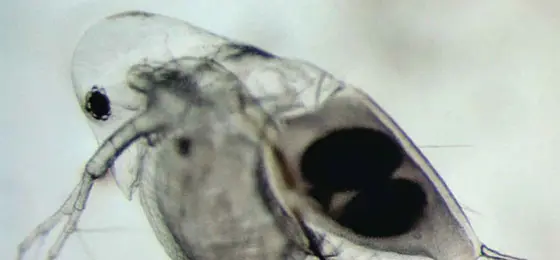 une puces d'eau © Christian Rellstab, Eawag