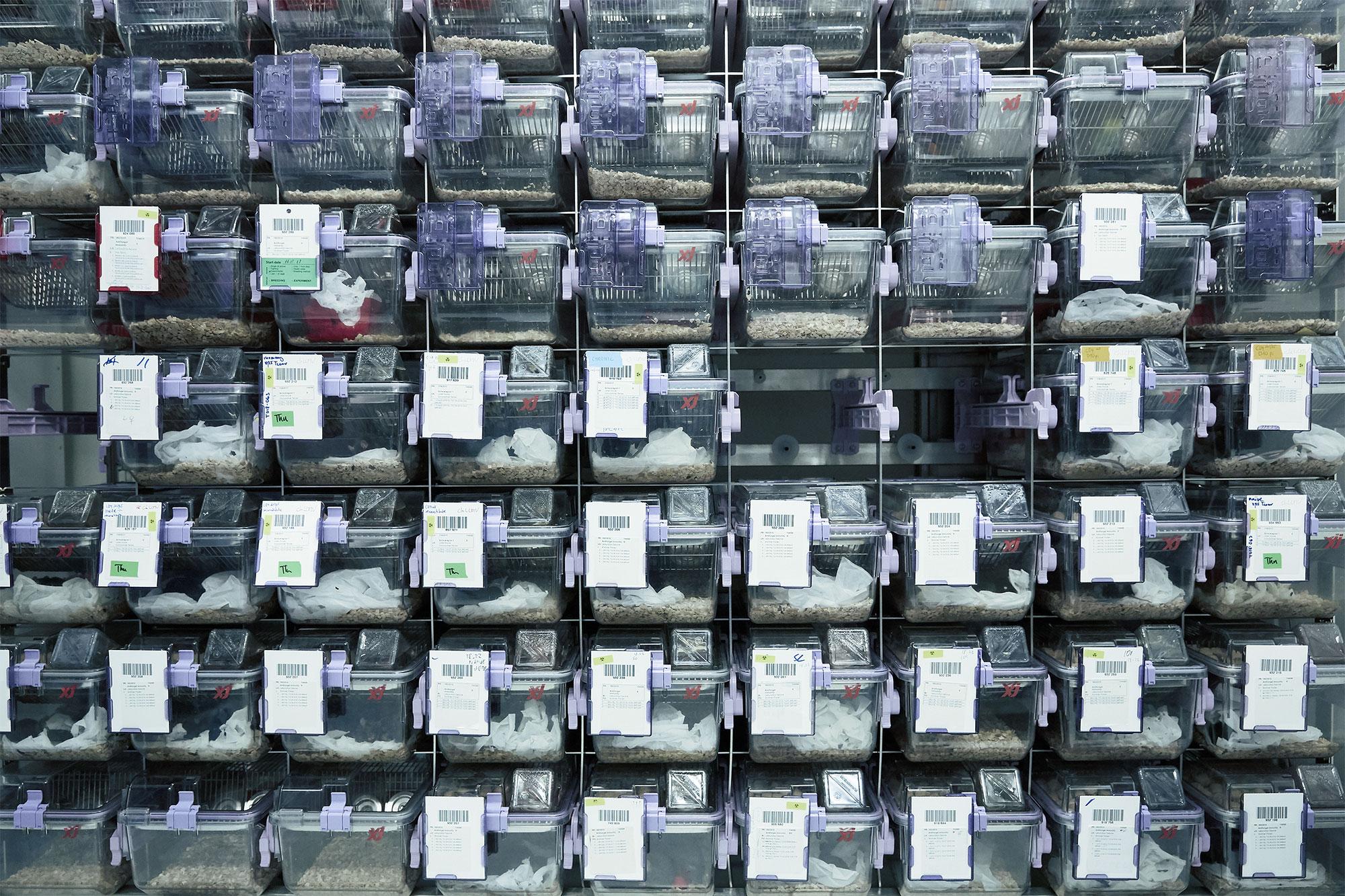 Mäusekäfige in einer Tierhaltung