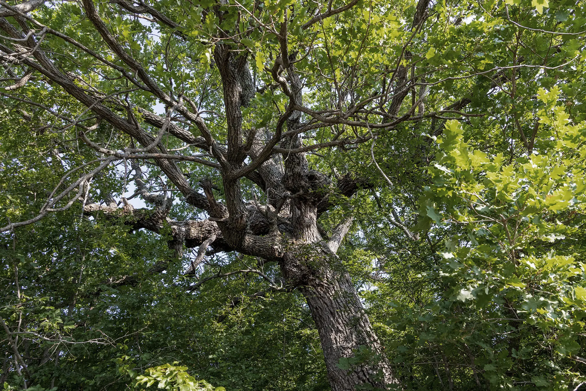 Quercus pubescens, die dabe Eiche oder pubertierende Eiche