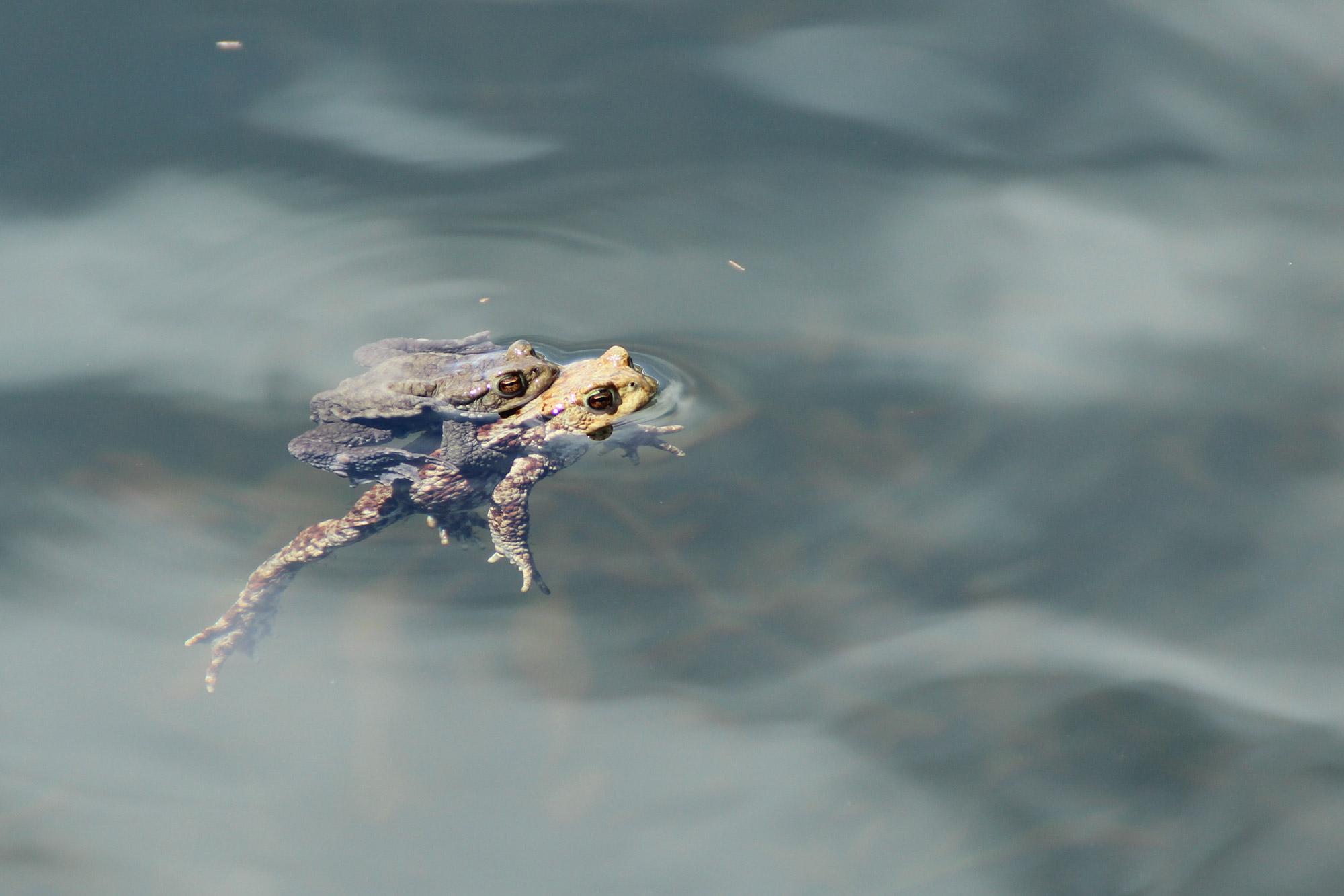 Frühwarnsystem zur Rettung bedrohter Arten