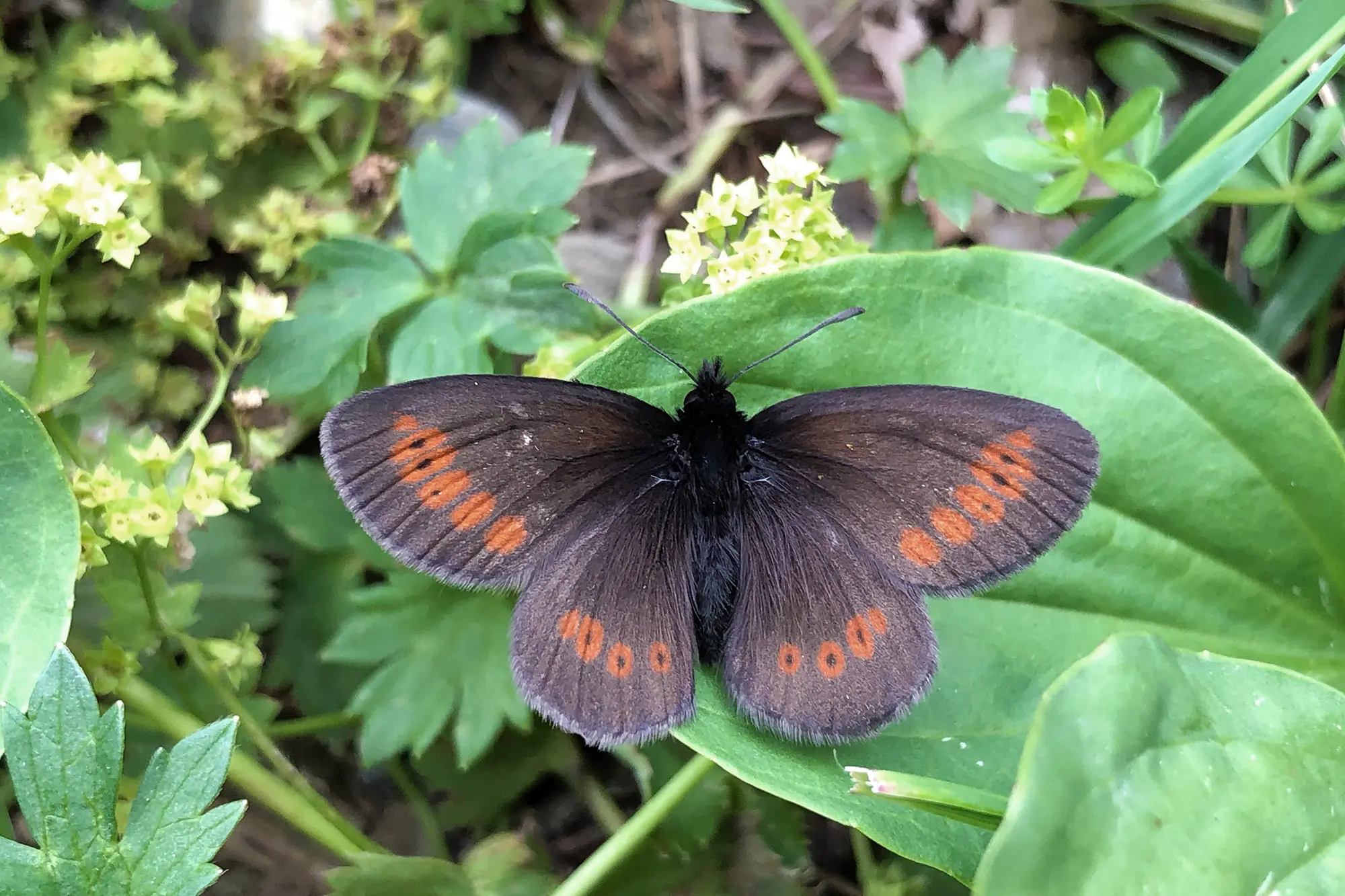 Ein Schmetterling der Gattung Erebia.
