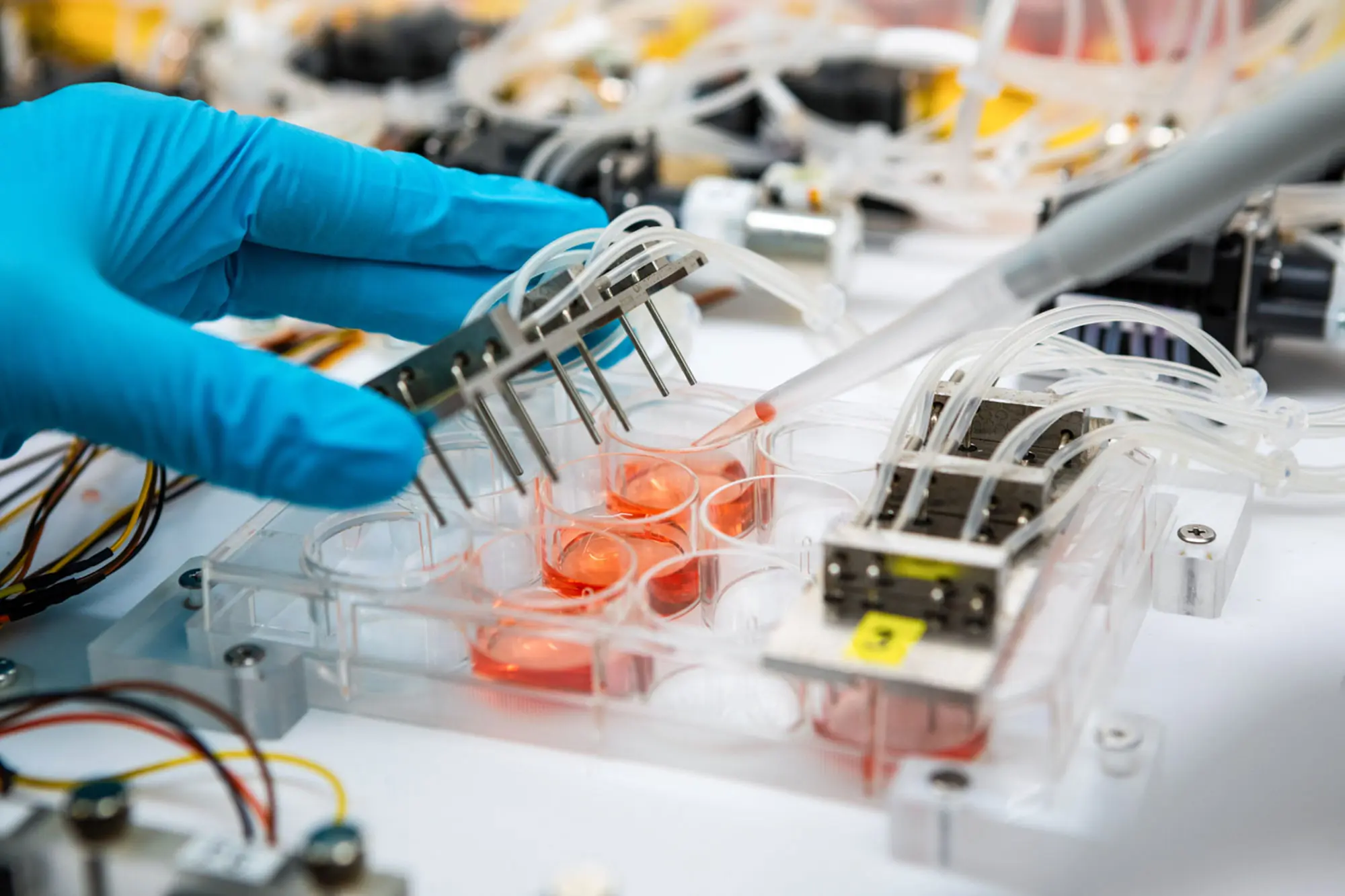 Nachbildung der Plazenta