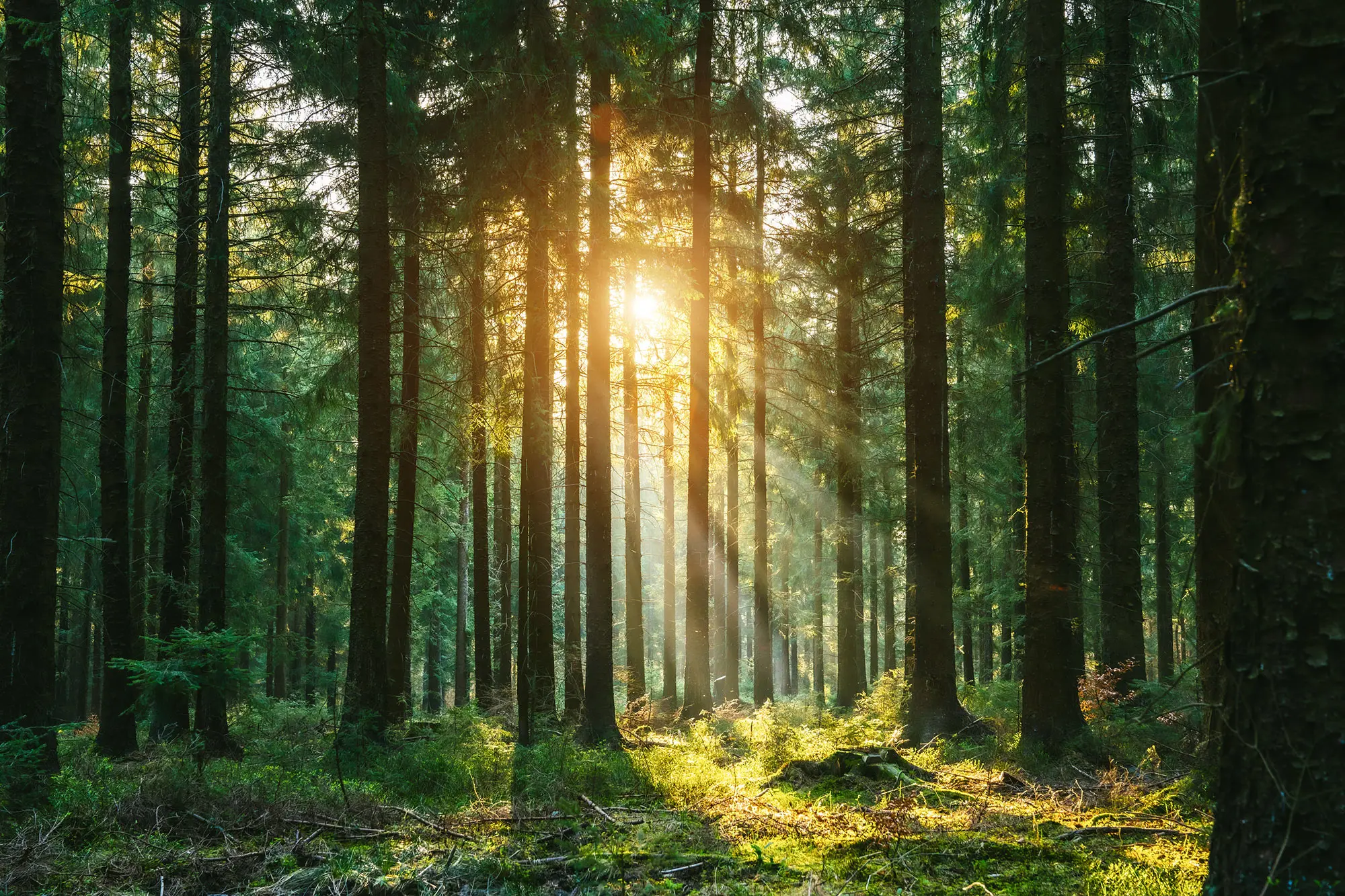 Stiller Wald im Frühling mit schönen hellen Sonnenstrahlen