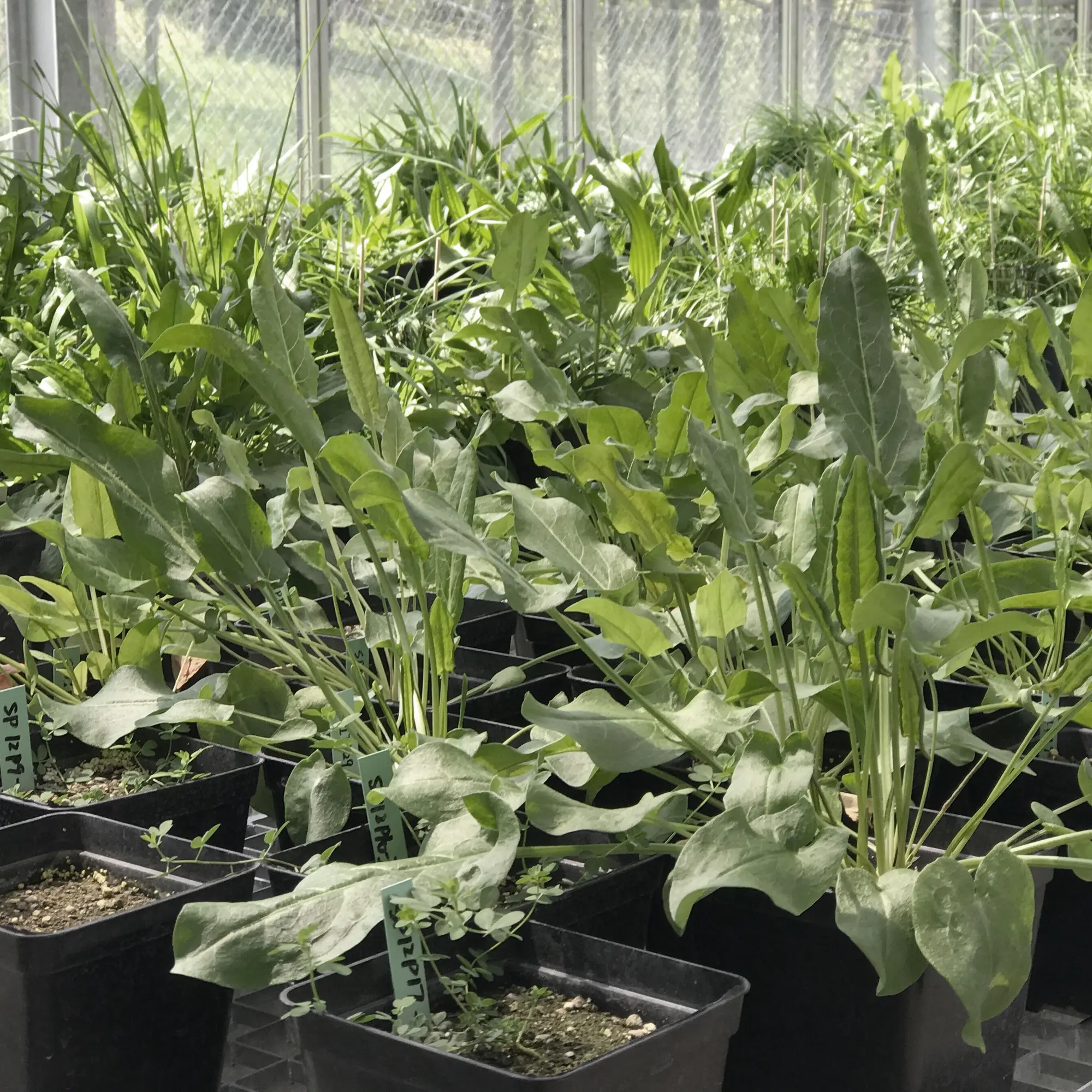 Pflanzen in einem Gewächshaus