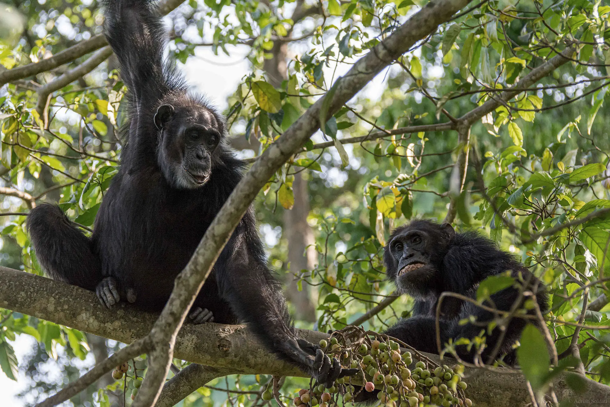 Schimpansen beim gemeinsamen Essen im Dschungel von Uganda.