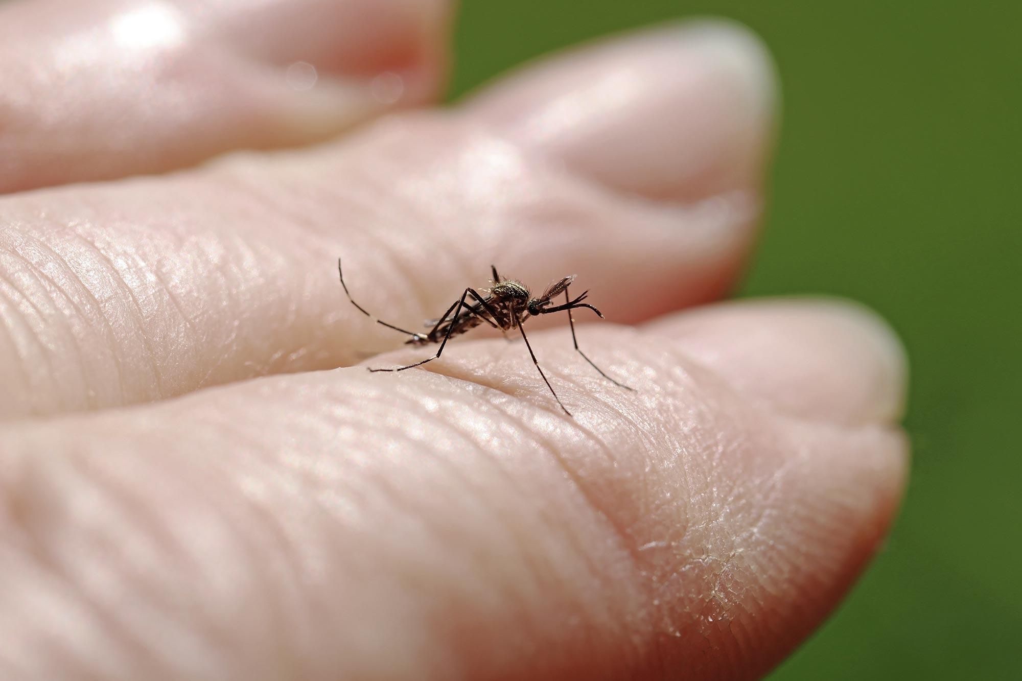 Stechmücken bevorzugen kühlere Temperaturen