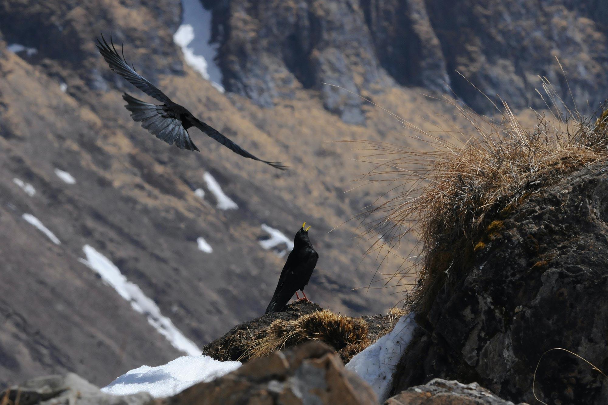 Wenn Vögel auf der Flucht vor der Klimaerwärmung in kühlere Gebiete abwandern, stossen sie auf Hindernisse.