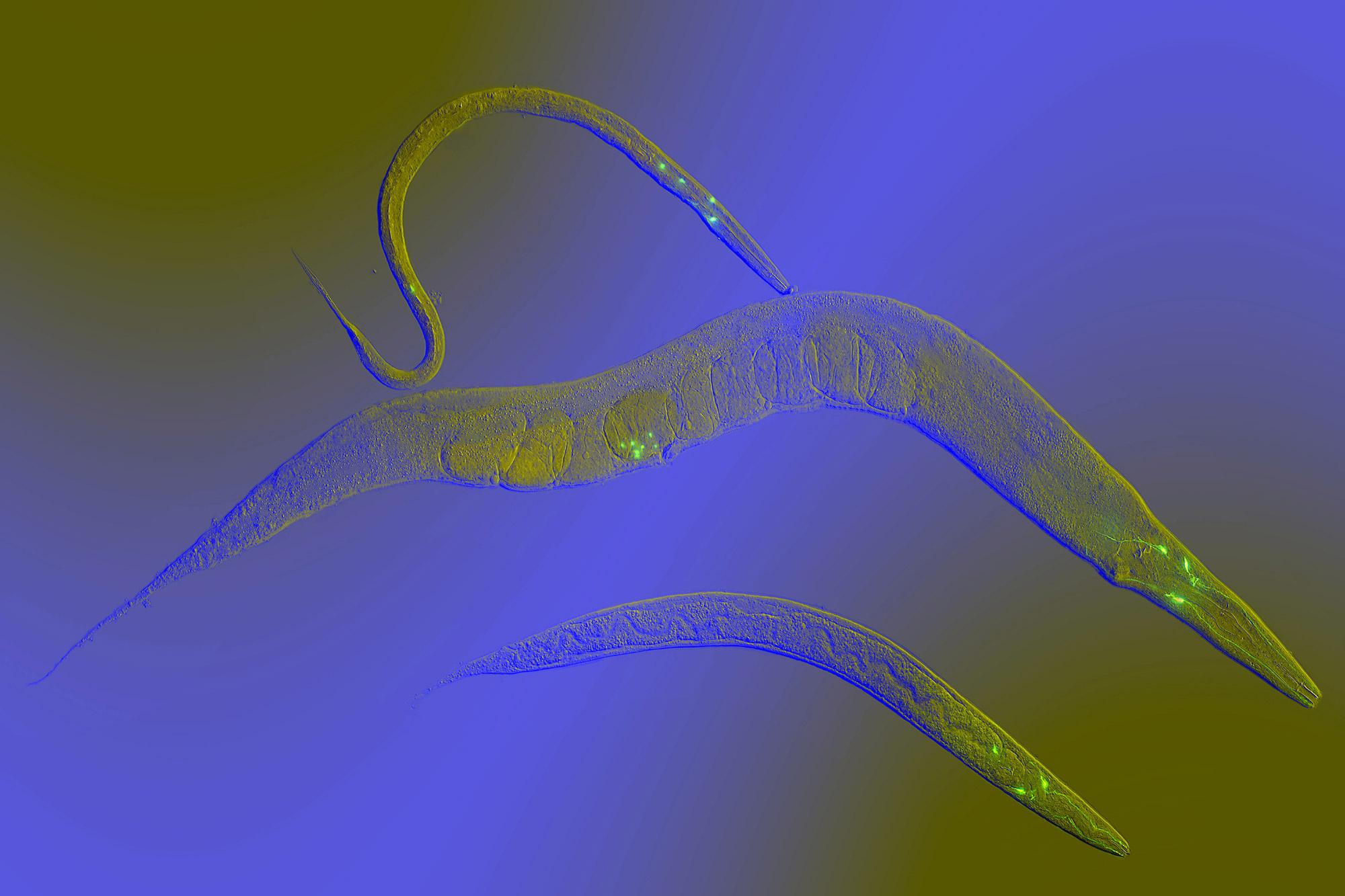 Ein leuchtender Fadenwurm C. elegans.