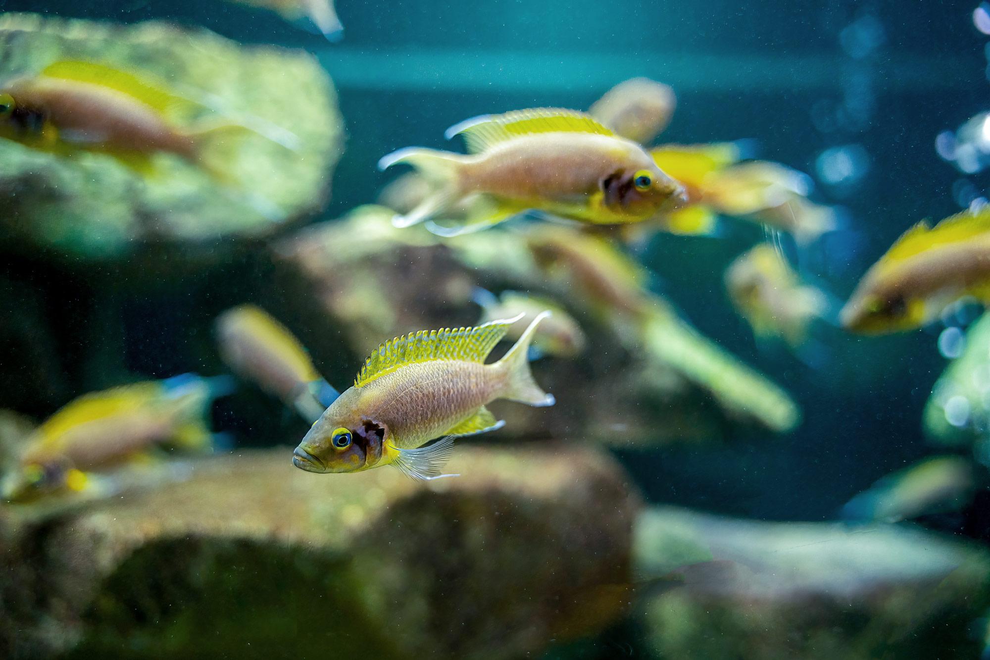 Ein Buntbarsch der Art Neolamprologus pulcher.
