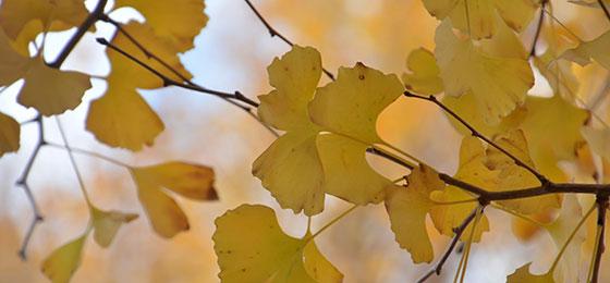 The leaves of a ginkgo tree.